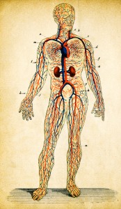 Central Nervous System