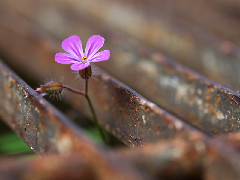 stock-photo-39466628-death-come-quickly-stinkender-storchschnabel-geranium-robertianum